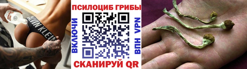 Псилоцибиновые грибы мицелий Новочеркасск